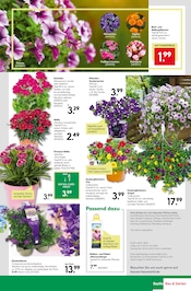 Blumen im BayWa Bau- und Gartenmärkte Prospekt in Neu-Ulm Aktueller BayWa Bau- und Gartenmärkte Prospekt mit Blumen, "Hier bin ich gern", Seite 23