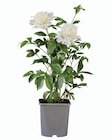 Pivoine en pot en promo à 8,99 € chez Lidl Pivoine en pot dans le catalogue Lidl