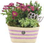 Gartenbepflanzung im toom Baumarkt Prospekt Sommerarrangement im aktuellen toom Baumarkt Prospekt für 15,99 €