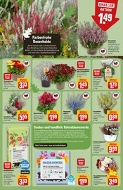 Blumenerde Angebote im Prospekt "Dein Markt" von REWE Blumenerde Angebote im Prospekt "Dein Markt" von REWE auf Seite 9