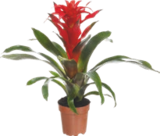 GUZMANIA OU VRIESEA - GARDENLINE dans le catalogue Aldi