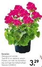 Aktuelle Geranien Angebote bei BayWa Bau- und Gartenmärkte in Würzburg Aktuelles Geranien Angebot bei BayWa Bau- und Gartenmärkte in Würzburg ab 3,29 €