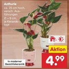 Anthurie Angebote bei Netto Marken-Discount Osnabrück für 4,99 €