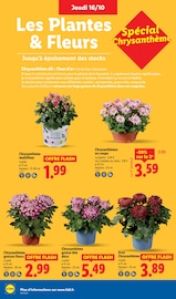 Chrysanthèmes Angebote im Prospekt "Ca vaut le coup." von Lidl auf Seite 36
