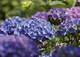 Garten-Hortensie Angebote bei Globus-Baumarkt Neuwied für 13,99 €