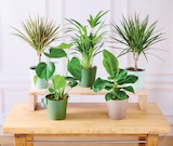 Plantes Vertes - U Express à Bordeaux Plantes Vertes en promo chez U Express Bordeaux à 9,99 €