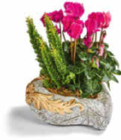 bepflanzte Grabdekoration im Angebot bei Netto Marken-Discount in Niederkassel bepflanzte Grabdekoration Angebote bei Netto Marken-Discount Niederkassel für 7,99 €