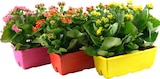 Jardinière Kalanchoé en promo chez Carrefour Mulhouse à 7,50 €