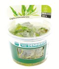 Maxi Zoo - Bon plan sur toutes les plantes Dennerle in vitro : offre du catalogue Promo Bon plan sur toutes les plantes Dennerle in vitro à dans le catalogue Maxi Zoo "Plongez dans un monde magique"