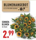 Sonnenblumen im Angebot bei Marktkauf in Paderborn Sonnenblumen Angebote bei Marktkauf Paderborn für 2,99 €