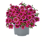 Minipetunie-Sondersorten im aktuellen toom Baumarkt Prospekt