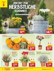 Ähnliche Weihnachtsstern Angebote im Prospekt "Aktuelle Angebote" von Netto Marken-Discount in Regensburg Ähnliche Angebote wie Weihnachtsstern im Prospekt "Aktuelle Angebote" auf Seite 6 von Netto Marken-Discount in Regensburg