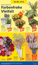 Zimmerpflanzen im Lidl Prospekt in Bremerhaven Aktueller Lidl Prospekt mit Zimmerpflanzen, "LIDL LOHNT SICH", Seite 15