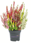 Knospenheide Beauty Ladies High Five bei toom Baumarkt im Krumbach Prospekt für 5,99 €