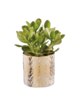 Succulentes en pot céramique «Gold white» en promo chez Lidl Cannes à 7,99 €