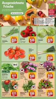Pflanzen im REWE Prospekt "Dein Markt" mit 16 Seiten (Braunschweig)