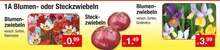 Garten im aktuellen Zimmermann Prospekt 1A Blumen- oder Steckzwiebeln für 0,99 € bei Zimmermann im Angebot