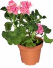 Aktuelles Geranien Angebot bei Netto Marken-Discount in Kassel ab 1,99 €