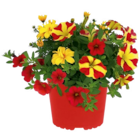 Aktuelles Beepflanzen-Sommertrio Angebot bei toom Baumarkt in Leipzig ab 4,99 €