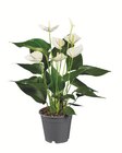 Anthurium andraeanum Angebot im aktuellen Lidl Prospekt Anthurium andraeanum Angebot im Lidl Prospekt für 4,99 €
