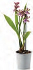 Orchideen-Mix „Exotisch“ im Angebot bei Netto mit dem Scottie in Potsdam Orchideen-Mix „Exotisch“ Angebote bei Netto mit dem Scottie Potsdam für 3,99 €