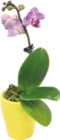 MINI ORCHIDÉE 1 BRANCHE - GARDENLINE en promo à 4,49 € chez Aldi MINI ORCHIDÉE 1 BRANCHE - GARDENLINE dans le catalogue Aldi