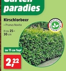 Kirschlorbeer Angebote bei Thomas Philipps Hildesheim für 2,22 €
