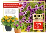 Beet- und Balkonpflanzen im Angebot bei Hellweg in Ahaus Beet- und Balkonpflanzen Angebote bei Hellweg Ahaus für 1,79 €