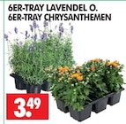 Lavendel Angebote bei Wreesmann Zwickau für 3,49 €