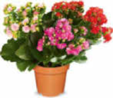 dreifarbige Kalanchoe im Netto Marken-Discount Prospekt dreifarbige Kalanchoe im aktuellen Netto Marken-Discount Prospekt für 2,99 €