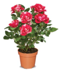 zweifarbige Rose im Angebot bei Netto Marken-Discount in Hoyerswerda zweifarbige Rose Angebote bei Netto Marken-Discount Hoyerswerda für 2,99 €