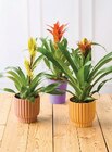 Bromelias - Super U à Noisy-le-Grand Bromelias en promo chez Super U Noisy-le-Grand à 9,99 €