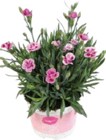 Aktuelle Kissen Angebote bei Globus-Baumarkt in Koblenz Aktuelles Duft-Nelken (Dianthus) - Pink Kisses Angebot bei Globus-Baumarkt in Koblenz ab 1,99 €