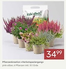 Pflanzenkreation »Herbstspaziergang« bei Pflanzen Kölle im Borgsdorf Prospekt für 34,99 €
