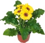 Blühpflanzen im aktuellen Kaufland Prospekt