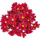 Aktuelles Chrysanthemen Angebot bei Netto Marken-Discount in Hannover ab 2,49 €