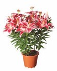Lilien orientalisch im Angebot bei Lidl in Dülmen Lilien orientalisch Angebote bei Lidl Dülmen für 6,99 €