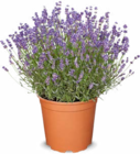 Aktuelle Blumen Angebote bei Netto Marken-Discount in Augsburg Aktuelles Lavendel Angebot bei Netto Marken-Discount in Augsburg ab 7,99 €