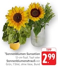Sonnenblumen Sunsation im Angebot bei EDEKA in Offenbach Sonnenblumen Sunsation Angebote bei EDEKA Offenbach für 2,99 €