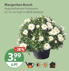 Margeriten Busch von  im aktuellen V-Markt Prospekt für 3,99 €