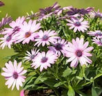 Kapkörbchen-Busch im aktuellen Pflanzen Kölle Prospekt