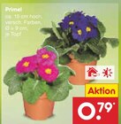 Aktuelles Primel Angebot bei Netto Marken-Discount in Pforzheim ab 0,79 €