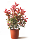 Ma Jardinerie Illzach - Promo Le pot de Photinia Promo Le pot de Photinia à 5,99 € dans le catalogue Ma Jardinerie à Illzach