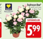 Baum im EDEKA Prospekt Herzstücke Topfrosen Duo von EDKEA im aktuellen EDEKA Prospekt für 5,99 €