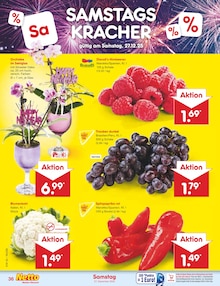 Zimmerpflanzen im Netto Marken-Discount Prospekt "Aktuelle Angebote" mit 58 Seiten (Frankfurt (Main))