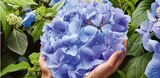 Aktuelles Hydrangea "Bloombuster" Angebot bei OBI in Nürnberg ab 24,99 €