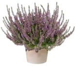 OBI Marburg - Besenheide Beauty Lady rosa Angebot im Prospekt Besenheide Beauty Lady rosa bei OBI im Marburg Prospekt für 1,49 €