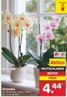Orchidee Angebote bei Netto Marken-Discount Fulda für 4,44 €