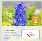 BBM Baumarkt Rhauderfehn - RITTERSPORN Angebot im Prospekt RITTERSPORN bei BBM Baumarkt im Rhauderfehn Prospekt für 5,99 €