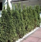 Thuja Pflanzen Angebote bei Hornbach Reutlingen für 7,99 €
